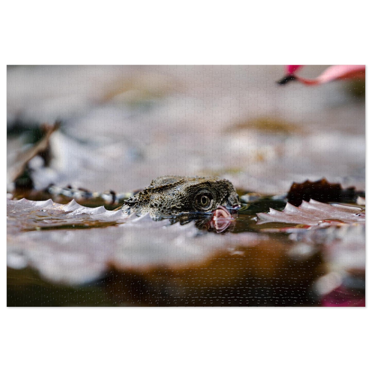 Australian Iguana Puzzle